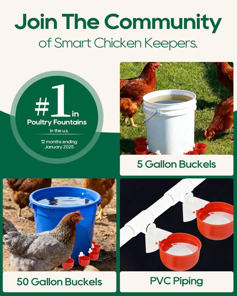 68 Piece Sleek Chicken Waterer Cups Delivering No Sweat Automatic Leak Proof Poultry Watering Station With Tee Fittings And Hole Opener For Rock Solid Hydration In Vibrant Red in use with 5 and 50 gallon buckets in a chicken coop.