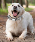 Golden Retriever wearing Fast Release Stainless Steel Dog Collar Buckle For Small Medium Large Dogs Rustproof Water Resistant Easy On Off Training Collar Buckle 2.25mm For All Breeds