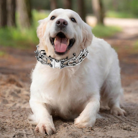 Golden Retriever wearing Fast Release Stainless Steel Dog Collar Buckle For Small Medium Large Dogs Rustproof Water Resistant Easy On Off Training Collar Buckle 2.25mm For All Breeds