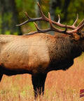 Elk Pattern Archery Target Durable Weatherproof 25x32 or 48x40 in outdoor setting, detailed elk antlers visible
