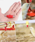 Game Dropping Drip Free Chicken Water Nipples 100 Pack Automatic Poultry Drinkers shown in hand and with chicks.