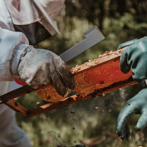 Beekeeper using Five Pack Beehive Tool Set With J Hook Frame Lifter And Scraper Stainless Steel Beekeeper Tools With Red Handles