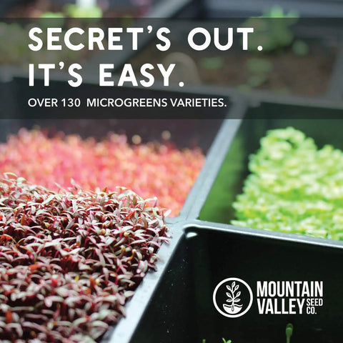 Trays of assorted microgreens including red and green varieties at Mountain Valley Seed Co.