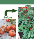 Before and after images of tomatoes using Heavy Duty 47 By 16 Inch A Frame Garden Trellis For Climbing Cucumbers Beans Peas.