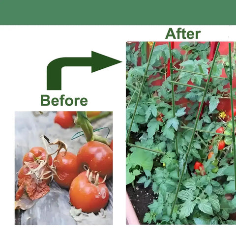 Before and after images of tomatoes using Heavy Duty 47 By 16 Inch A Frame Garden Trellis For Climbing Cucumbers Beans Peas.