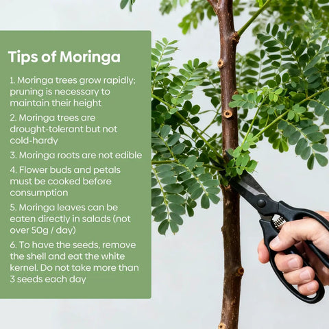 Premium Moringa Seeds For Planting 2 Ounce Pack With 140 Plus Seeds 100 Percent Natural Non GMO Easy To Grow Germination Up To 96 Percent For Home Garden Zone 9 To 11