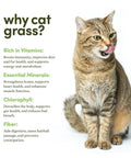Cat beside text about benefits of cat grass, including vitamins, minerals, chlorophyll, and fiber.