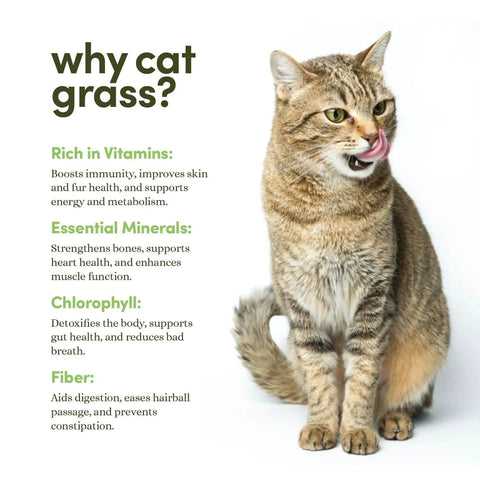 Cat beside text about benefits of cat grass, including vitamins, minerals, chlorophyll, and fiber.