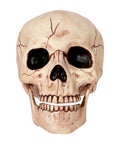 Six Inch Realistic Skeleton Skull Prop With Movable Jaw Made From All Weather Plastic Ideal For Halloween Decor Indoor Outdoor