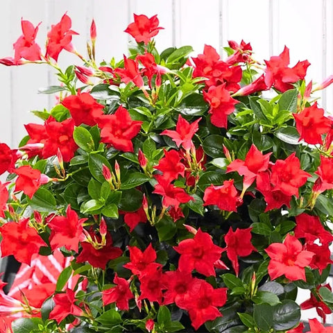 Two Red Mandevilla Live Plants, 4-6 Inch Tall Unpotted Vines With Bright Red Flowers, Easy To Grow, Sun Loving Patio Or Garden Plant For Full Sun To Partial Shade, Tropical Color Burst For Deck, Balcony Or Fence; close-up
