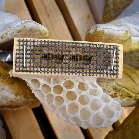 Beekeeping Tool 5 Pack Wooden Cage Queen Cage Beehive Accessory Set With Ventilated Mesh Design held over honeycomb