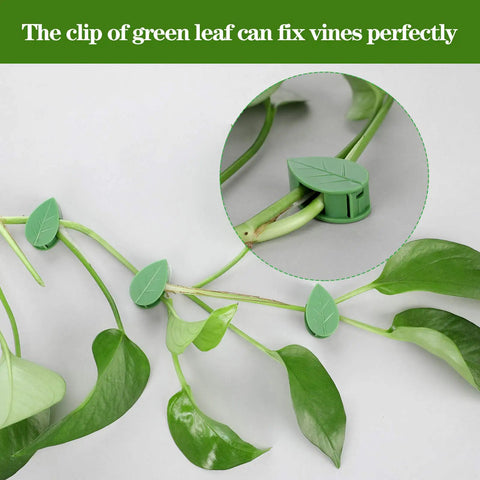 Slick Green Leaf Plant Climbing Clips With Transparent Adhesive Backers Secure Vines Ivy Houseplants On Walls Without Drilling Just Zero Drama Botanical Vibes For Any Room Making Indoor Gardening A Total Breeze