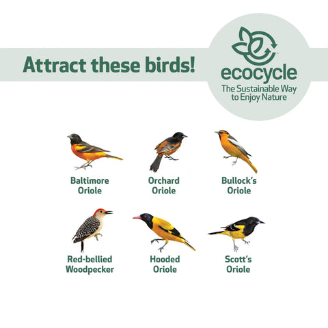 Illustration of various birds that can be attracted with the Durable Recycled Plastic Citrus Sampler Oriole Bird Feeder, including orioles and woodpeckers.