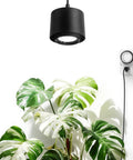 40 Watt Full Spectrum Hanging Plant Lights For Indoors With Adjustable Beam Angles And 5000K Daylight LED Grow Lamps above vibrant Monstera leaves.