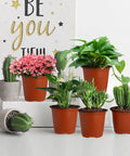 40 Pack 4 Inch Plant Nursery Pots With Drainage Holes For Seedlings Cuttings And Succulents Reusable Plastic Pots with cacti and plants
