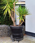 Heavy Duty Plant Caddy With Wheels For Indoor Outdoor Use, showing a large potted plant on a rolling stand with 8 lockable casters, outdoors.