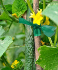 300 Feet Half Inch Stretch Plant Tape For Indoor Outdoor Garden Support All Purpose Heavy Duty Flexible Vinyl Ribbon For Easy Ties To Trees Plants Vegetables And Branches securing a plant to a stake.