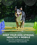 Dog jumping over agility kit from Ball Dynamics Canine Gym Agility Kit With Collapsible Rails, Lightweight Plastic Build
