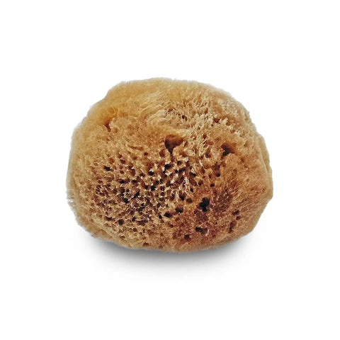 Unbleached Natural Sea Sponges 10 Pack Awesome Value For Arts And Crafts Set single tan sponge with textured surface