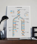Stylish desk with DNA replication chart poster, lamp, notebooks, and modern decor.