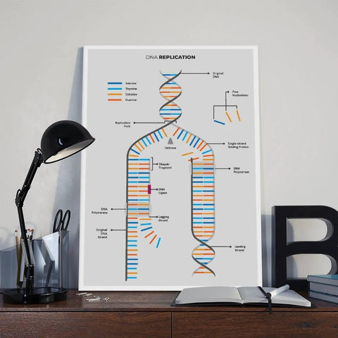 Stylish desk with DNA replication chart poster, lamp, notebooks, and modern decor.