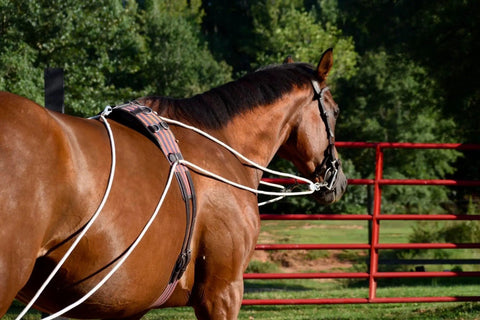 Groundwork And Lunging Gear For Horse Training Black, Built With Stainless Steel Snaps on a brown horse outdoors