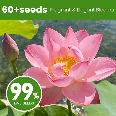 60 Seed Pack Lotus Seeds For Water Planting In Mixed Color Bowls Aquatic Water Lily Seeds For Indoor Bonsai Outdoor Ponds Garden Easy Germination And A Thoughtful Gift For Mom Women Friends