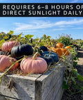 Rainbow Pumpkin Patch Seeding Kit With 20 Mixed Seeds in garden bed with pink, black, and orange gourds.