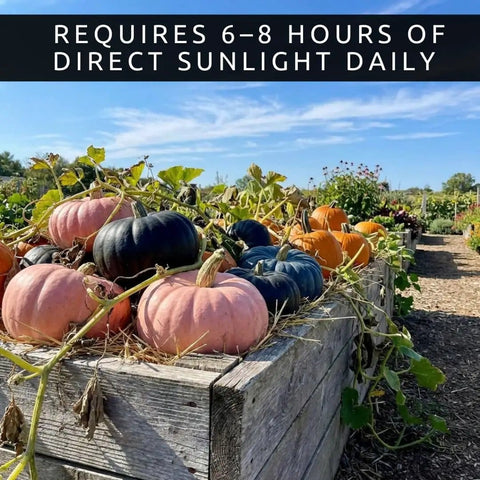 Rainbow Pumpkin Patch Seeding Kit With 20 Mixed Seeds in garden bed with pink, black, and orange gourds.