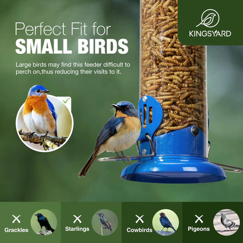 Outdoor Hanging Mealworm Tube Bird Feeder With Wide Perch Squirrel Chew Proof Easy Refill And Clean Metal Construction Great For Bluebirds Robins Wrens Chickadees All Season Backyard Birding shown with small bluebird perched on feeder.