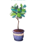 Illustration of 8 oz Fiddle Leaf Fig Tree Fertilizer Liquid Plant Food, designed for indoor ficus plants to boost growth.