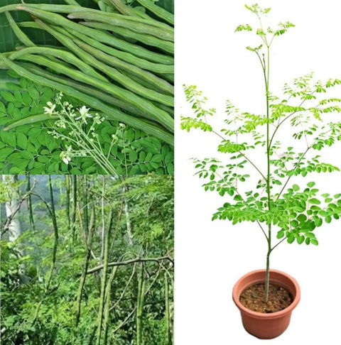 Garden Ready Moringa Seeds For Planting Edible With High Germination Premium PKM1 Grade Non GMO Fresh Batch From Small Farmers For Growing Your Own Malunggay At Home Garden