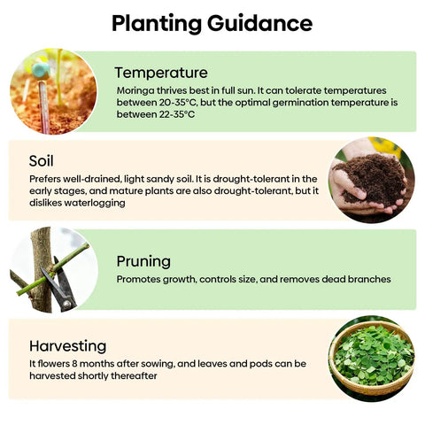 Premium Moringa Seeds For Planting 2 Ounce Pack With 140 Plus Seeds 100 Percent Natural Non GMO Easy To Grow Germination Up To 96 Percent For Home Garden Zone 9 To 11