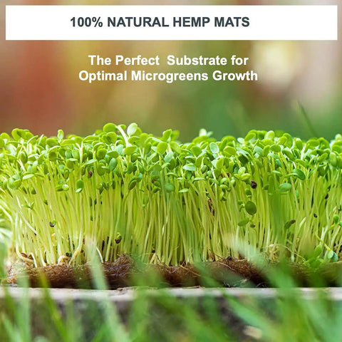 Water Wicking Hemp Mats For Microgreens And Wheatgrass Kit, 13 By 5.5 Inch Size on a natural substrate background