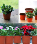100 Count 4 Inch Plastic Seed Starter Pots For Seedlings Cuttings And Transplants, shown with plants and drain holes visible.