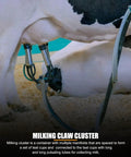 4 Silicone Teat Cups Cow Milking Cluster With Stainless Steel Shell And Milk Claw Assembly for dairy cattle in use