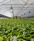 A greenhouse with 4x10 Ft Garden Bug Barrier Netting for pest protection, shielding rows of leafy greens from insects and birds.