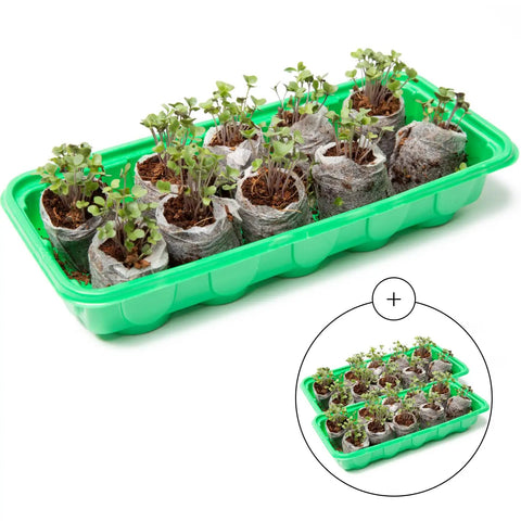 No Mess Indoor Garden Starter Kit With Mini Greenhouse Humidity Dome And 3-Pack Reusable Seedling Trays with seedlings visible