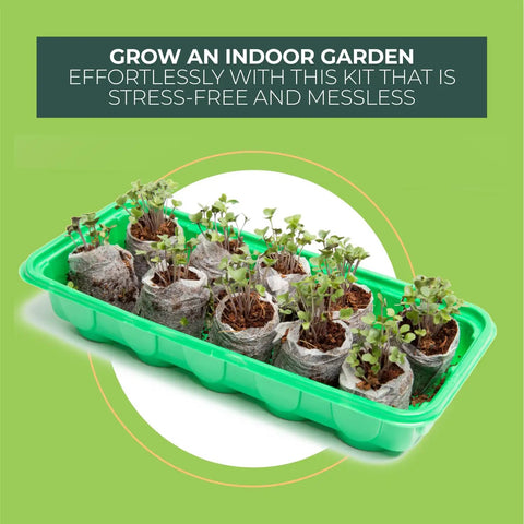 No Mess Indoor Garden Starter Kit With Mini Greenhouse Humidity Dome And 3-Pack Reusable Seedling Trays in use with sprouting seedlings