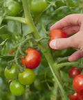 Hand picking tomatoes in the All In One Plant Growing Kit for Indoor Garden With 60 Plus Varieties Including Basil Lettuce Tomatoes And Strawberries Recyclable Cups Soil Included Easy Setup Perfect Starter For Home Gardeners
