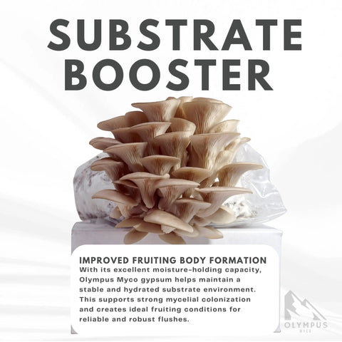 Oyster mushrooms growing on substrate with text "Substrate Booster", featuring 97 percent pure gypsum powder for substrates.