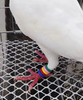 Pigeon with 100 Pcs Mixed Color Pigeon Leg Bands For Training Easy Identification And Bird Management on metal mesh surface