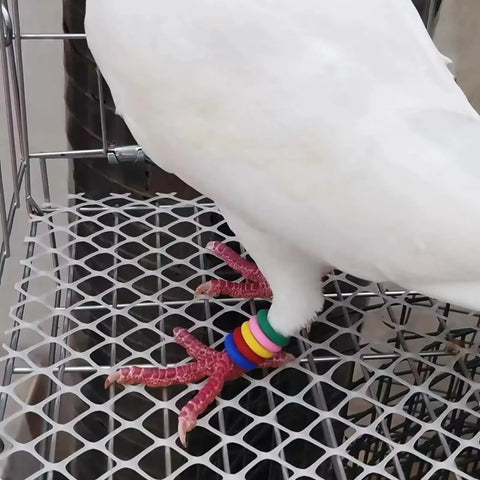 Pigeon with 100 Pcs Mixed Color Pigeon Leg Bands For Training Easy Identification And Bird Management on metal mesh surface