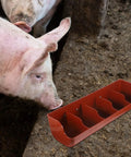 Heavy Duty Five Compartment Piglet Feed Trough With No Sweat Plastic Livestock Manger For Farm Hog Water And Dry Food Swine Station, close-up with pigs.