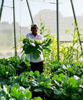 Gardener in a greenhouse with 4x10 Ft Garden Bug Barrier Netting For Pest Protection, Fine Mesh Row Cover installed, shielding plants