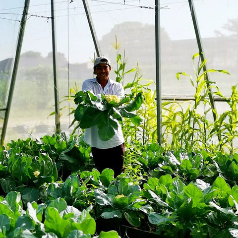 Gardener in a greenhouse with 4x10 Ft Garden Bug Barrier Netting For Pest Protection, Fine Mesh Row Cover installed, shielding plants