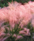 Ornamental Grass Live Plant Pink Muhly 4-6 Inch Tall Soil Plug Ready For Planting, pink plumes in garden bed