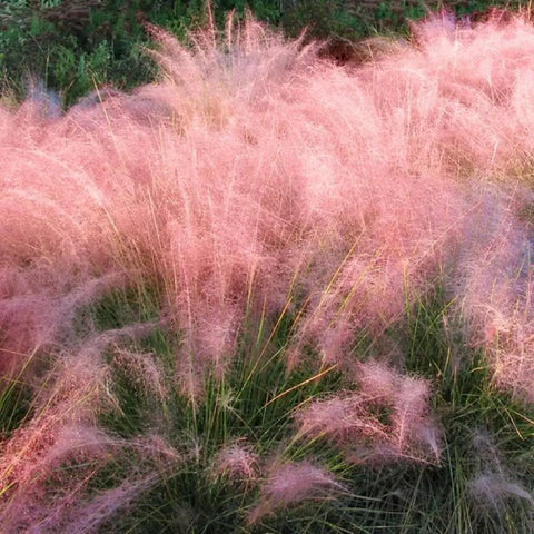 Ornamental Grass Live Plant Pink Muhly 4-6 Inch Tall Soil Plug Ready For Planting, pink plumes in garden bed