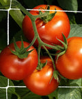 Heavy-Duty Garden Trellis Netting For Climbing Plants, A Real Workhorse For Beans Tomatoes Peas Pumpkins Flowers Indoors And Outdoors 6x15ft One Pack Reusable Durable Netting Cut To Size Easy Setup For Your Garden supporting ripe tomatoes.