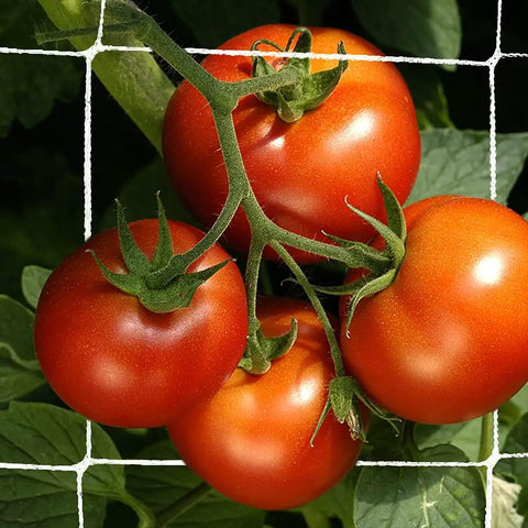 Heavy-Duty Garden Trellis Netting For Climbing Plants, A Real Workhorse For Beans Tomatoes Peas Pumpkins Flowers Indoors And Outdoors 6x15ft One Pack Reusable Durable Netting Cut To Size Easy Setup For Your Garden supporting ripe tomatoes.
